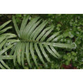 Polypodium Leucotomos Extrakt 10% 30% Triterpene